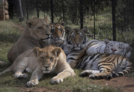 Group of lions and tigers at a breeding facility