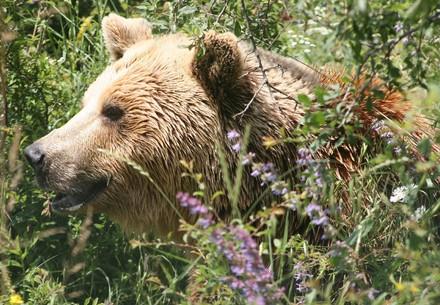 L'ours brun: mode de vie et progéniture