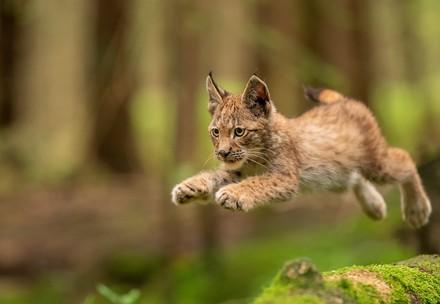 Lynx sautant dans les bois