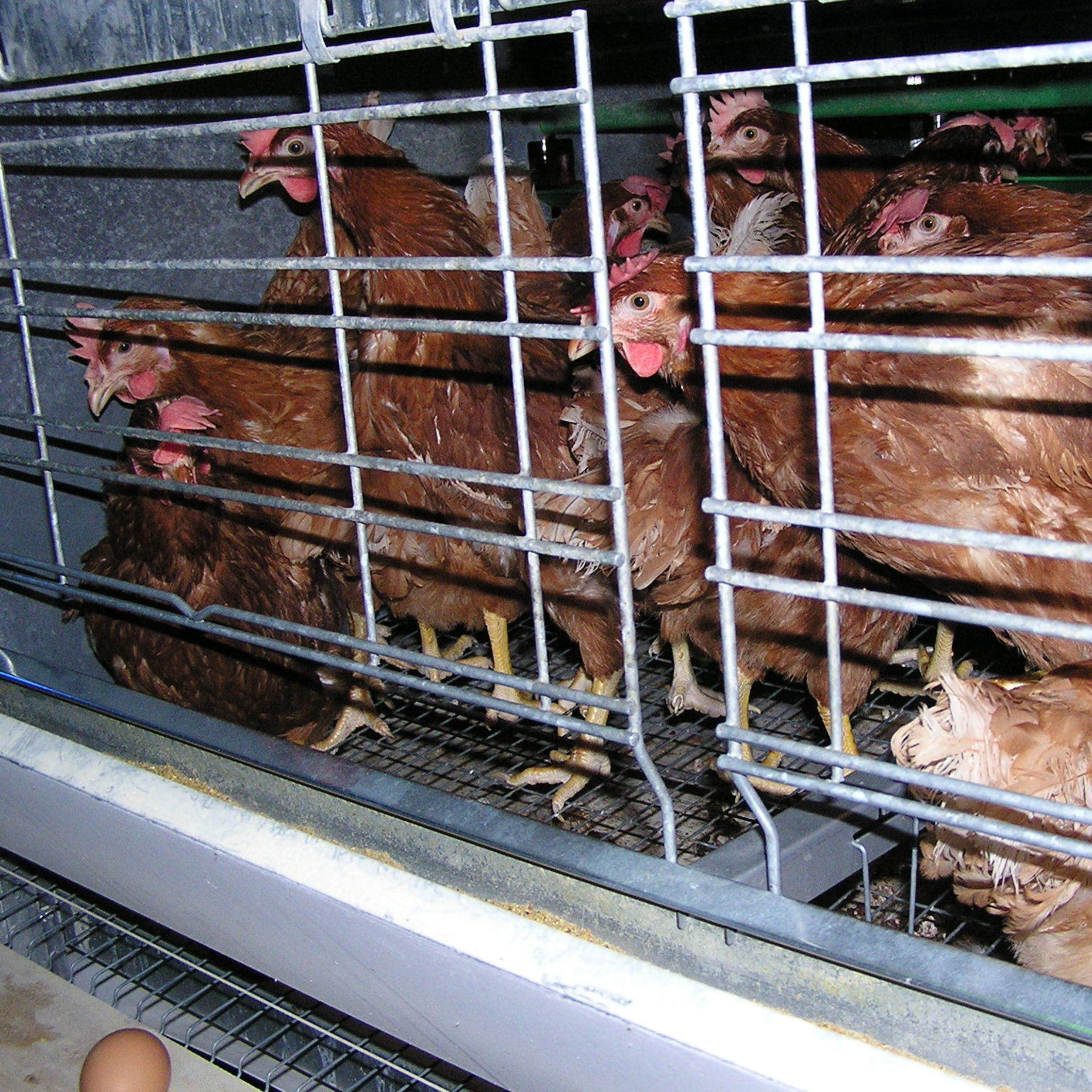 Laying hens in a small cage