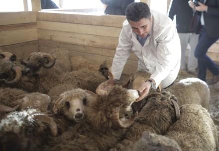 Die geretteten Tiere werden auf eine Farm transportiert.