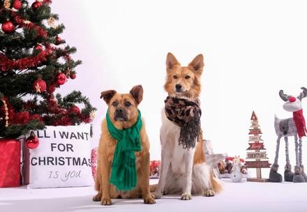 Dogs with Christmas tree