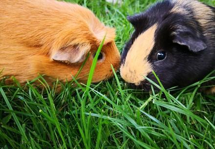 Guinea pigs as pets