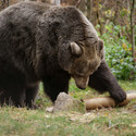 Brown Bear Brumca has discovered a cardboard tube. There are trieats inside. With her left paw she touches the tube.