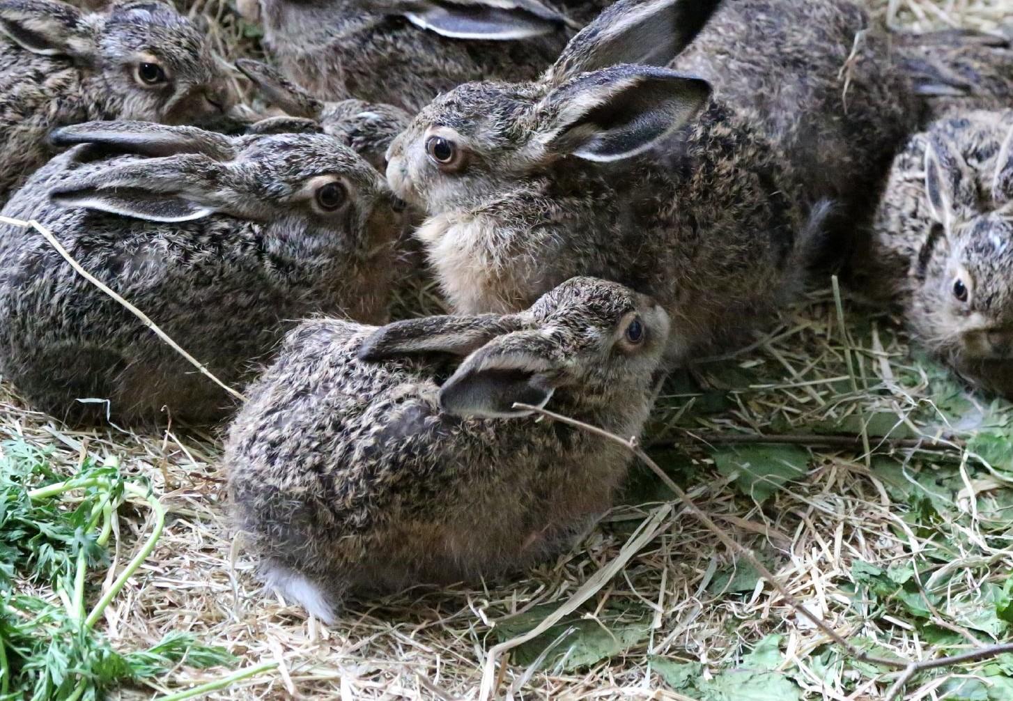 Wild Baby Hares and Proper Handling