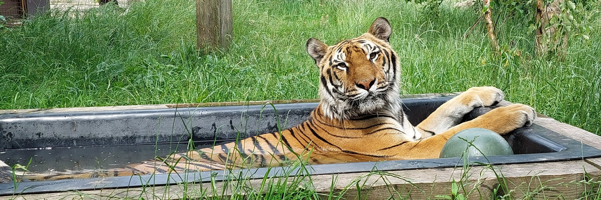 Tiger Tsezar in his pool with a ball