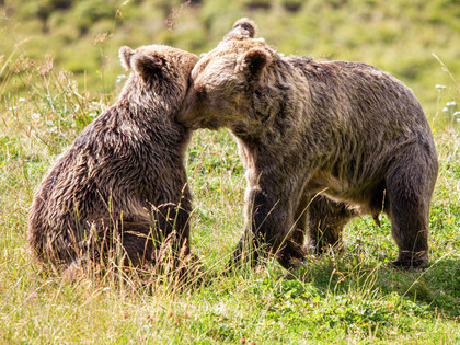 Bären beim Schmusen