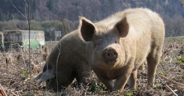 A Natural Day in the Life of a Pig - FOUR PAWS International - Animal  Welfare Organisation