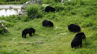 from bile bears to happy bears