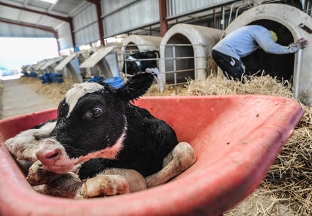 Newborn calf wheeled away from her mother to the veal crates at a dairy farm