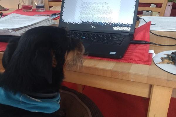 Hund Olivia sitzt vor dem Laptop und liest Korrektur