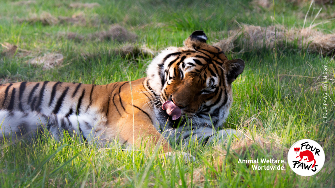 Relaxing tiger at sanctuary