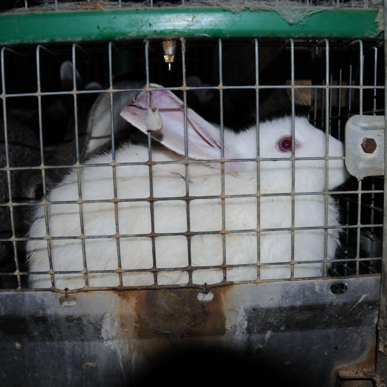 Rabbit inside a cage