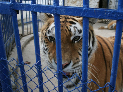 Tigers in a small cage