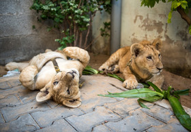 Rescue Lions Max and Mona