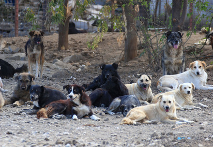 Group of stray dogs