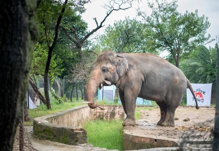 Elefant Kavaan wird bald gerettet