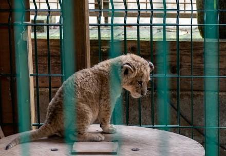 Gefangenes Löwenbaby hinter Gittern
