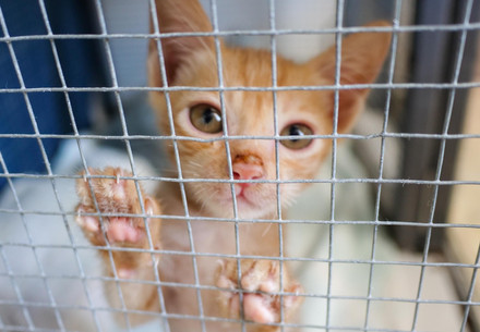 Kitten in cage