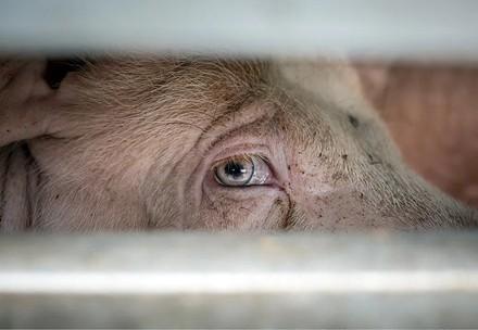 Schwein auf Tiertransporter