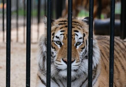 Tiger behind cage bars