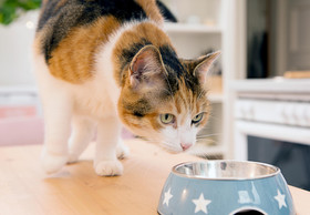 Nutrition for Dogs and Cats