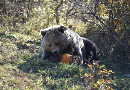 L'ours Ema au FORÉT DES OURS de Prishtina