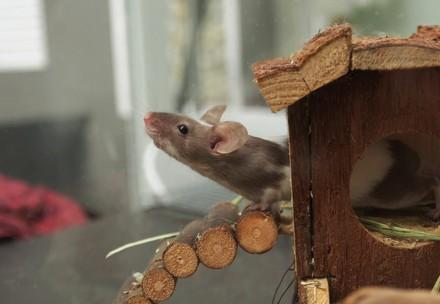 Maus schaut aus kleinem Holzhaus