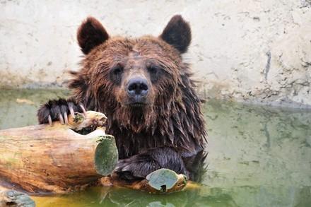 Bear at BEAR SANCTUARY Domazhyr