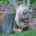 Brownbear Tom has a piece of melon on his fore paw. Very clever he holds it and eats the melon.
