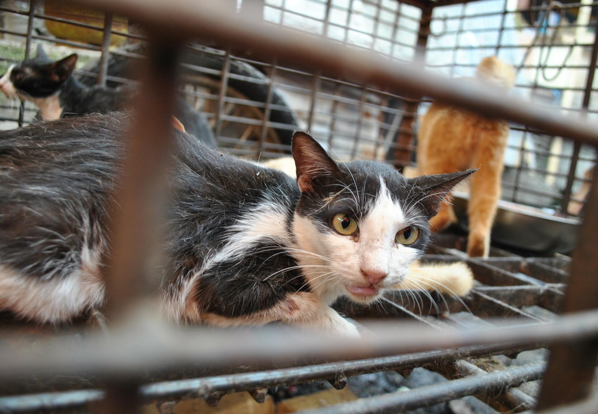 Stray Animal Care in Vietnam - FOUR PAWS International - Animal Welfare  Organisation
