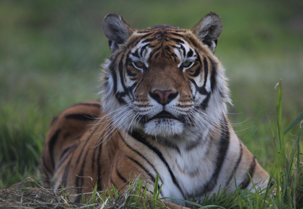 A tiger (Mafalda or Gustavo) looks directly at the camera at LIONSROCK Big Cat Sanctuary in Bethlehem, South Africa.