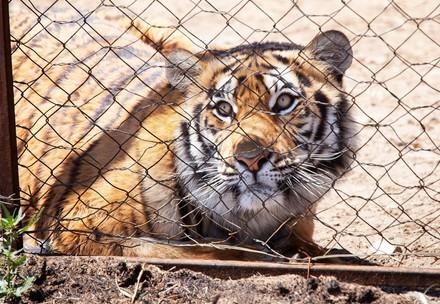 A tiger kept in a small cage