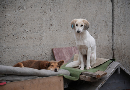 Stray dogs in Moldova
