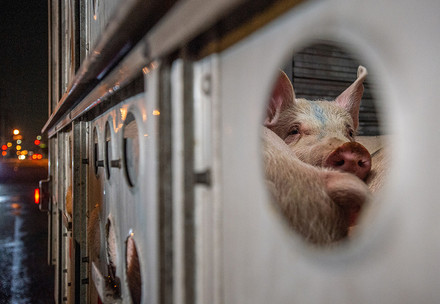 Schweine auf Lebendtiertransport