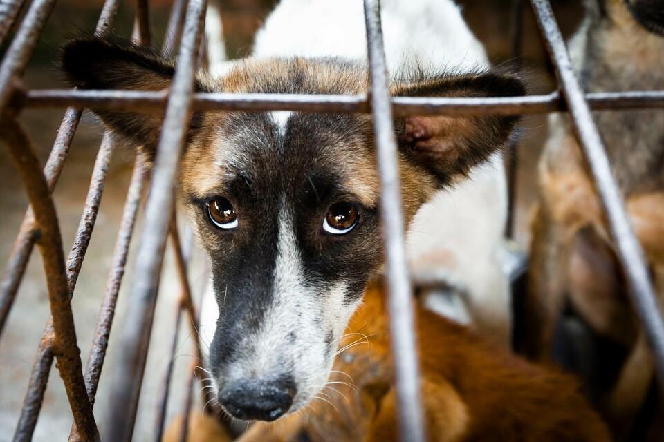 Hund im Käfig