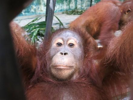 Orang-Utan Amalia in der Waldschule Borneo