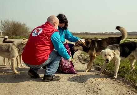 Stray animal care in Romania