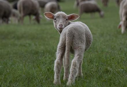 happy Merino lamb
