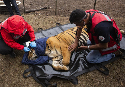 Dr. Amir Khalil untersucht einen Tiger