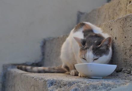 Cat-Friendly Water Bowl