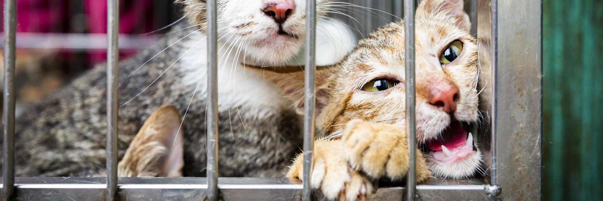  Deux chats dans une cage