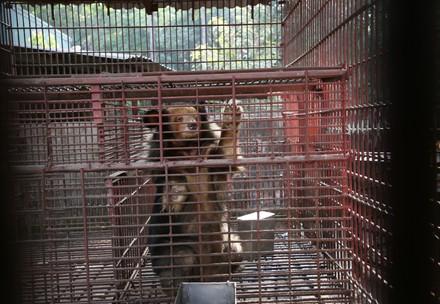 Rare golden Asiatic black bear among seven rescued bile bears in Vietnam