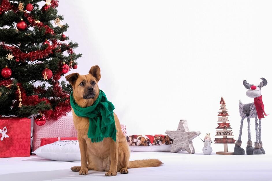 5 Animal-Friendly Ideas for Christmas - FOUR PAWS International - Animal  Welfare Organisation
