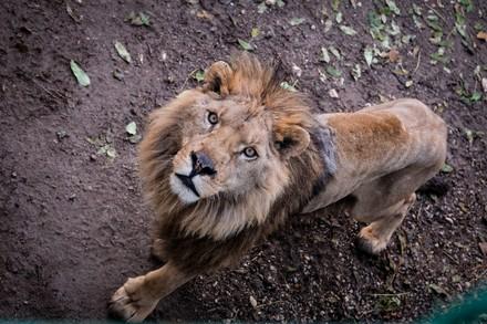 Arial shot of a male lion, he's looking straight up at the camera