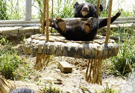 Bear cub Nara in the enclosure at BEAR SANCTUARY Ninh Binh