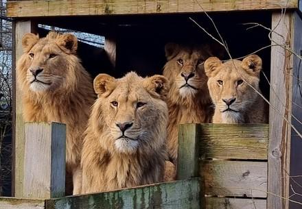 Lions Dolf, Roman, Vincent & Elllie