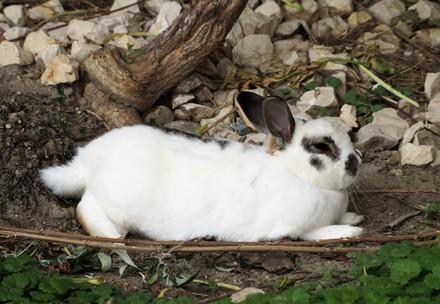 White rabbit relaxing