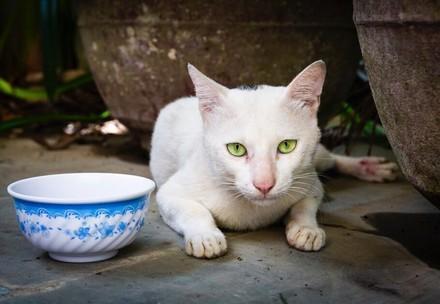 Katze Meow in Vietnam