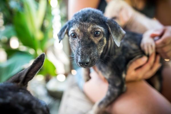 Streunerhund in Thailand